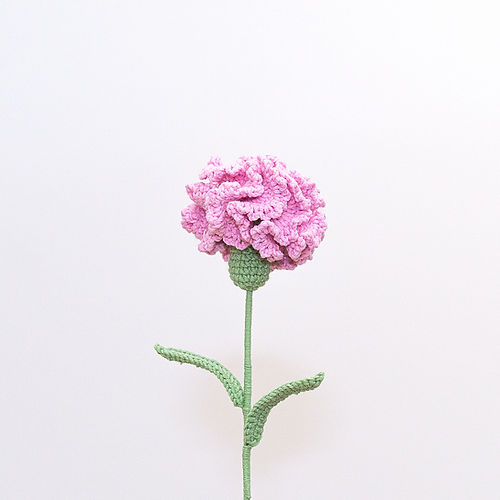 Carnation