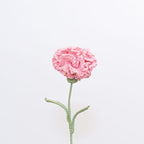 Carnation