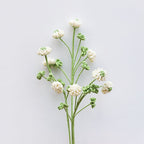 Clover
