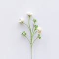Clover