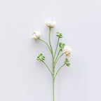 Clover