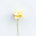 Cosmos