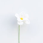 Cosmos