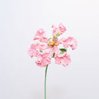 Crepe Myrtle
