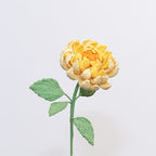 Dahlia