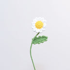 Daisy