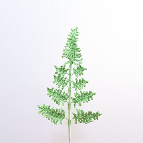 Fern