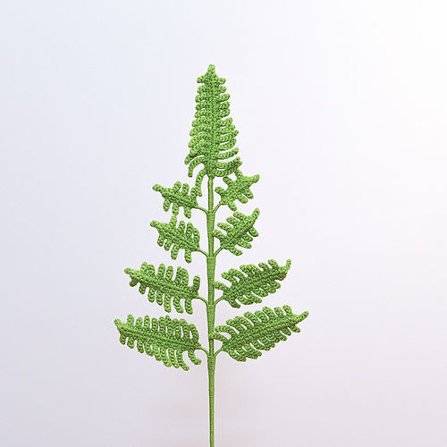 Fern