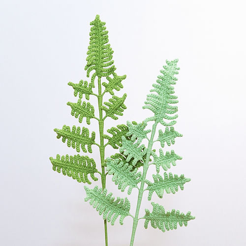 Fern