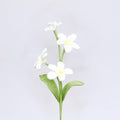 Frangipani