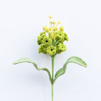 Grape Hyacinth