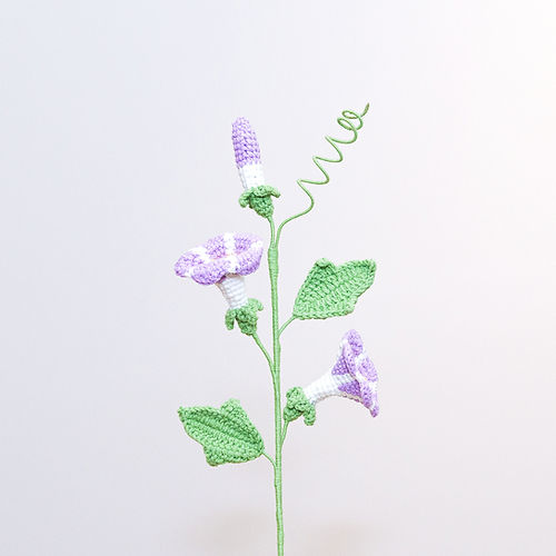 Morning Glory