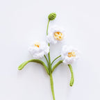 Narcissus