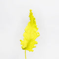 Oak Leaf