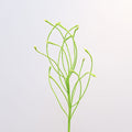 Panicgrass