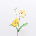 Peruvian Daffodil