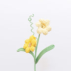 Peruvian Daffodil