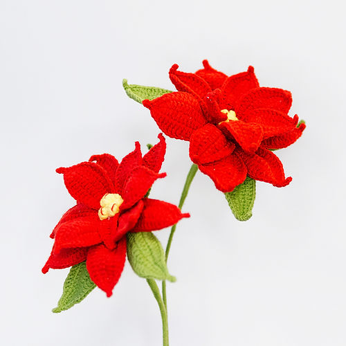 Poinsettia