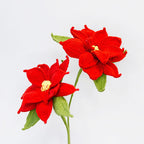 Poinsettia