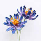 Water Lily