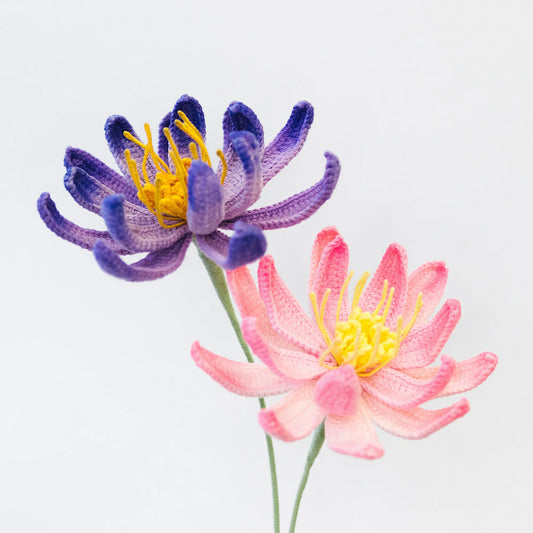 Water Lily