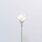 Calla-lily