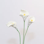Calla-lily