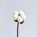 Cotton