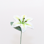 Lily